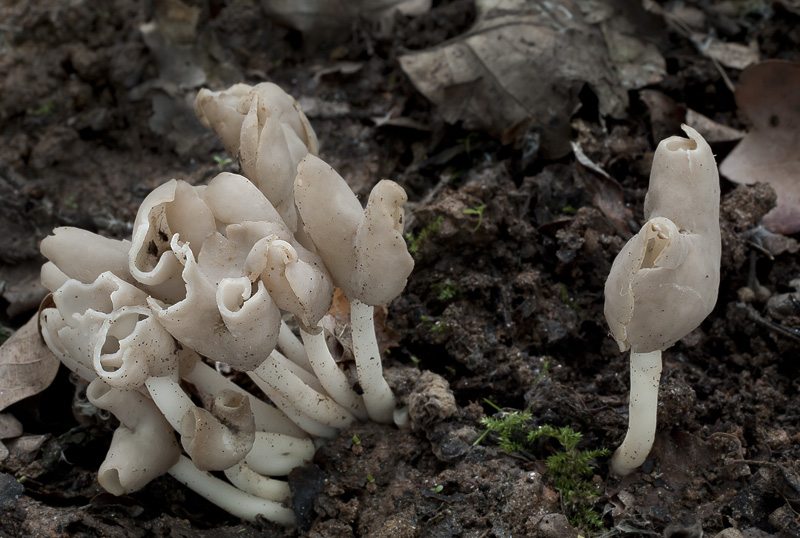 Helvella elastica